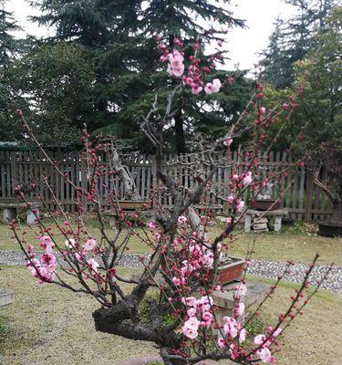 在家种梅花树，别有一番风情（家里也可以有梅花香）