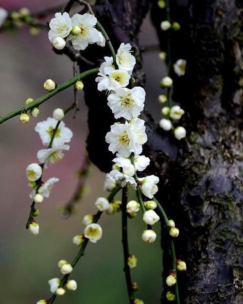 在家种梅花树，别有一番风情（家里也可以有梅花香）