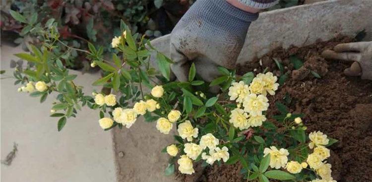 家庭种植木香花的技巧（木香花的美丽与养护）