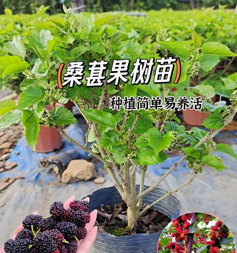 家里种植桑葚的方法（如何在家里种植丰富多彩的桑葚）