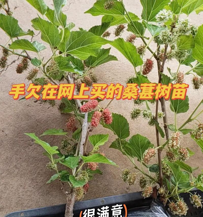 在家种桑树，你也能轻松获得收益（桑树种植技巧）