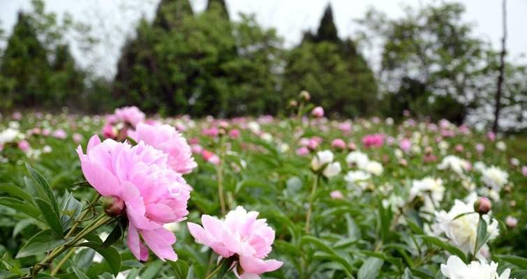 家里种芍药，美丽如画（打造花园小世界）