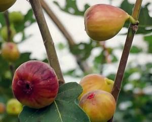 家里种无花果树的好处（种植方法）