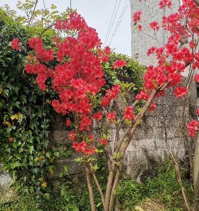 家里种映山红，从此爱上园艺（把家装扮成园林景区）