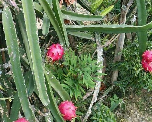 如何在家种植火龙果（从种子到果实）