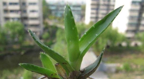 家里能种芦荟吗（如何在家中种植芦荟并利用其功效）