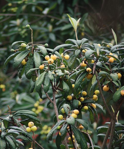 家里也能种杏黄色的甜蜜——种植杏黄色又好吃的枇杷树（自种枇杷树）