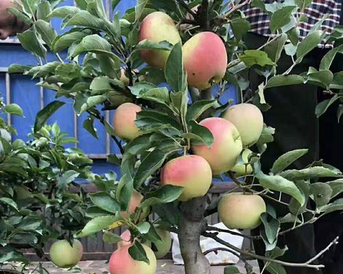 种植苹果树的实用指南（家里种苹果树）