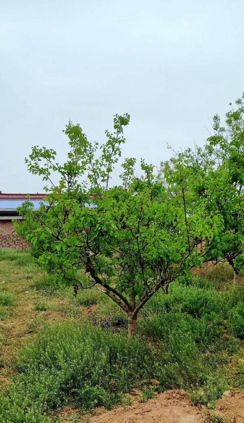 种植山楂树的方法与技巧（家庭种植山楂树的步骤及要点）