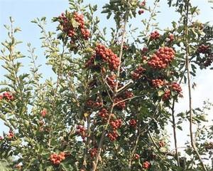 种植山楂树的方法与技巧（家庭种植山楂树的步骤及要点）