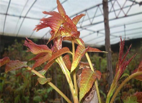 家里也能种香椿树（如何在家中种植香椿树及其养护方法）