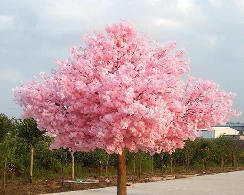 家里能种樱花树吗（详解种植樱花树的方法和注意事项）