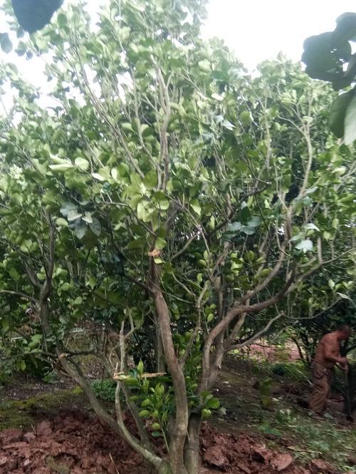 种植柚子树，让家中生机勃勃（家庭种植柚子树的方法与技巧）