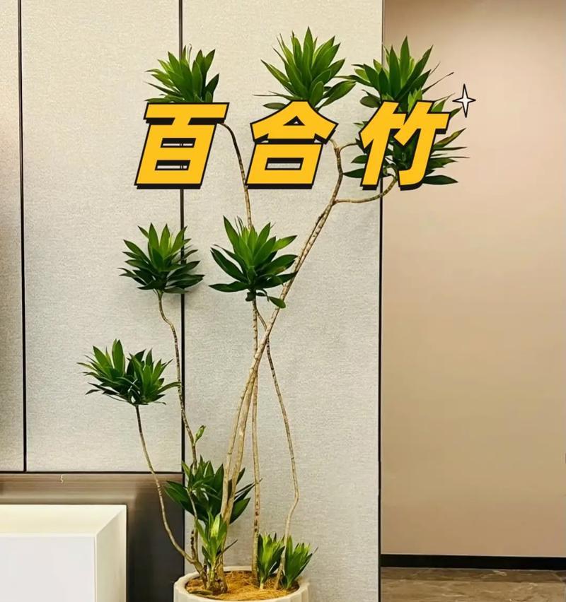 家居种竹指南（打造绿色生活）