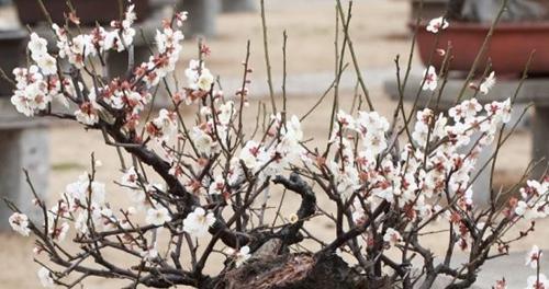 为什么家里不能养梅花（探究梅花养护的难度与危害）