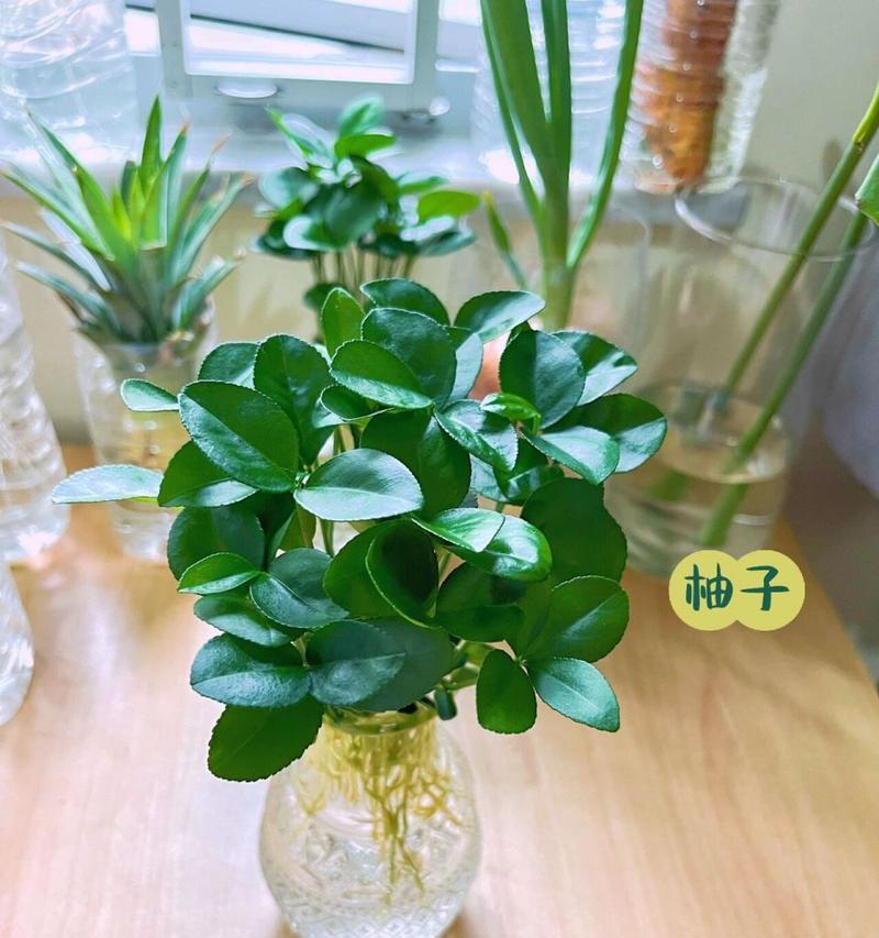 家里养的宠物狗可以吃芹菜吗（探讨狗狗是否适合食用芹菜）