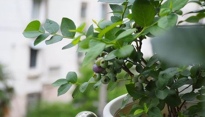 家里养蓝莓，风水大吉（种蓝莓）