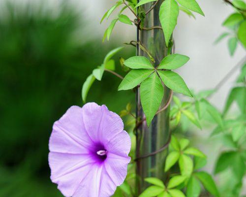 家居风水大全——牵牛花的奇妙之处（养牵牛花）