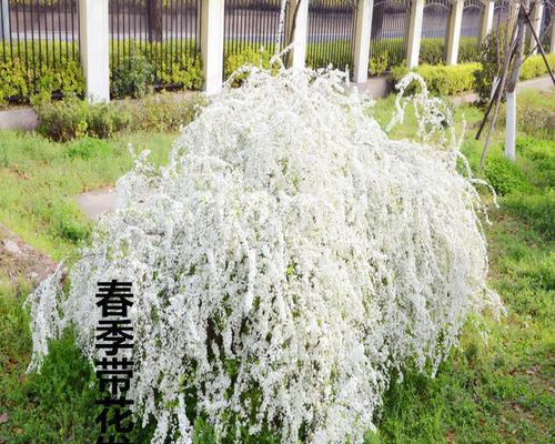 家里养雪柳的风水之妙（添福聚财）