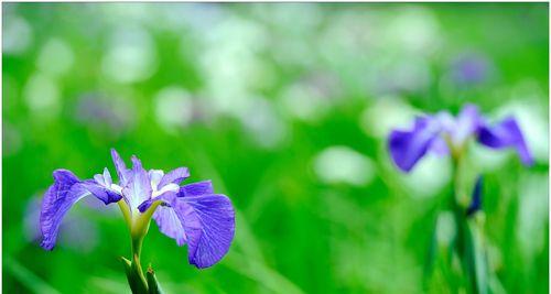 菖蒲花花语——传达坚韧与纯美（菖蒲花的象征意义及文化传承）