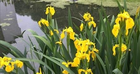 菖蒲花的象征意义和花语（探寻菖蒲花的文化内涵与美丽神秘）