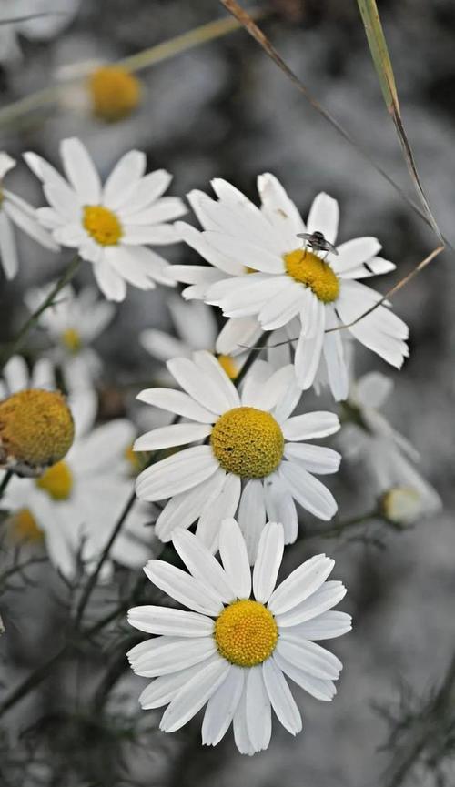 雏菊花语之美——花色与花语的奇妙魅力（探寻雏菊的花语之谜）