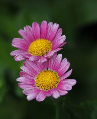 雏菊花与意义的探寻（一朵花）