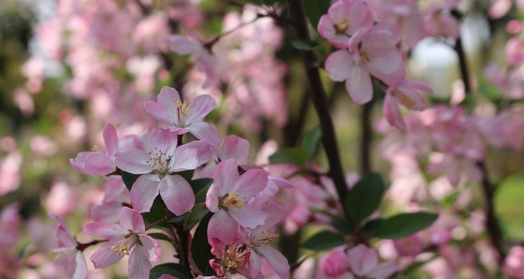 垂丝海棠花语（垂丝海棠——坚持不懈的守候）