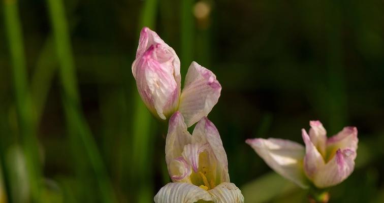 葱兰花语（唤醒心灵的芬芳气息）