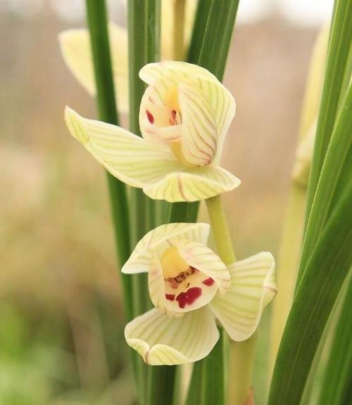 冷艳孤傲的花之美（高冷花卉）