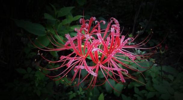 探寻代表死亡的花之谜（揭开花朵背后的神秘面纱）