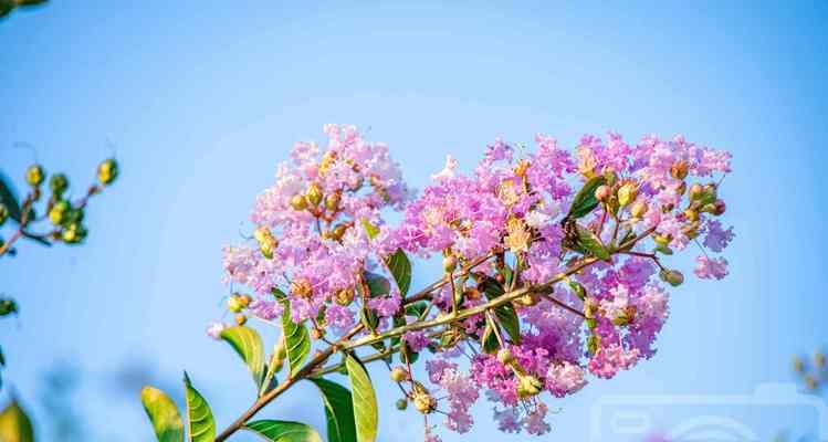 友谊长久如花（探索代表友谊长久的花）