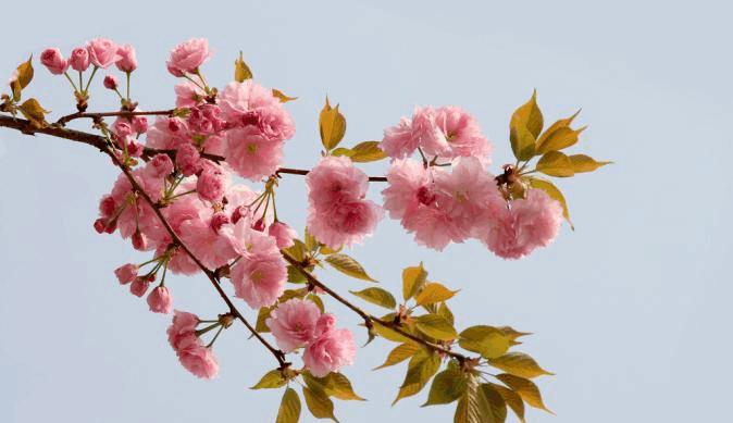 以单生花代表意思——探索花卉的情感象征（从花卉独特的语言中解读情感与寓意）