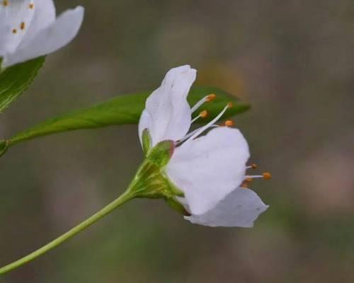 以单生花代表意思——探索花卉的情感象征（从花卉独特的语言中解读情感与寓意）