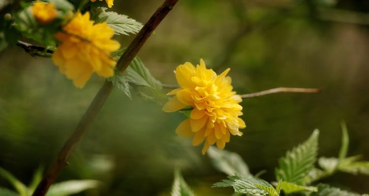 棣棠花的花语及其寓意（传递美丽与祝福的花海）