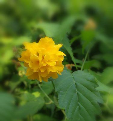 棣棠花的花语及其寓意（传递美丽与祝福的花海）