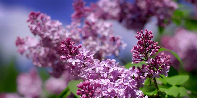 丁香花的花语与寓意（探寻丁香花背后的美丽寓意）