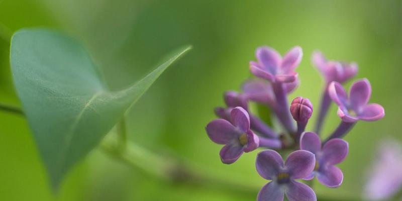 丁香花的花语与寓意（探寻丁香花背后的美丽寓意）