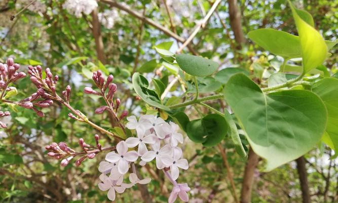 丁香花语（探寻丁香花的花语和传说）