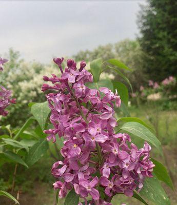 丁香花语（探寻丁香花的花语和传说）