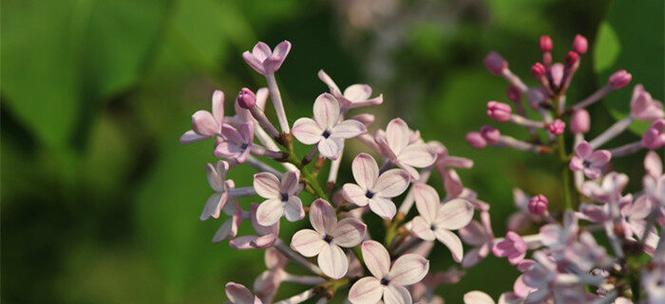 丁香花语（探寻丁香花的花语和传说）