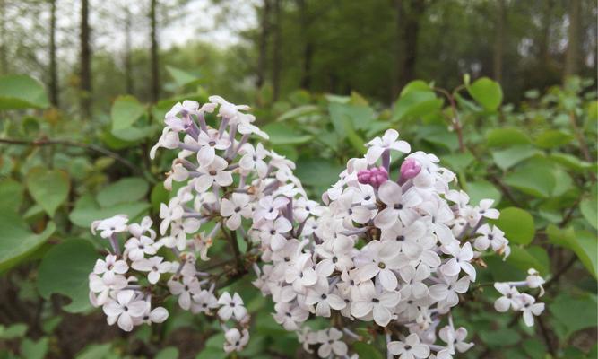 丁香花的花语及寓意（深情寄托的花语之美）