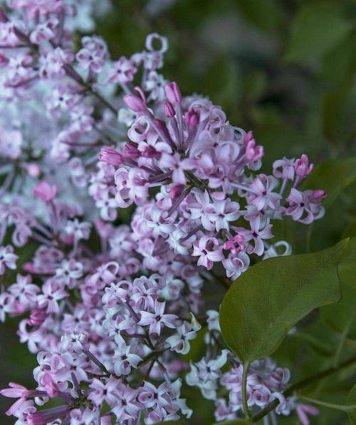 丁香花的花语及寓意（深情寄托的花语之美）