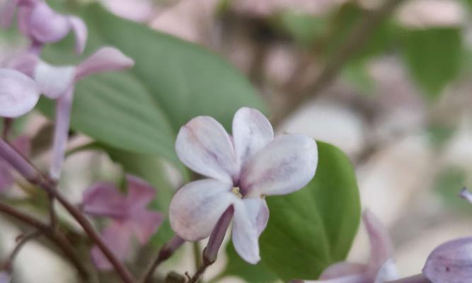 丁香花的花语与寓意（花开香溢）