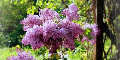 丁香花的代表意义（一朵花的情感表达与象征意义）