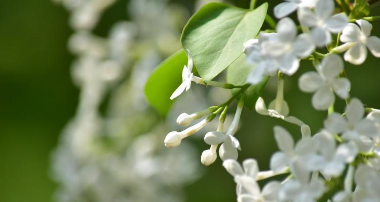 丁香花的代表意义（一朵花的情感表达与象征意义）