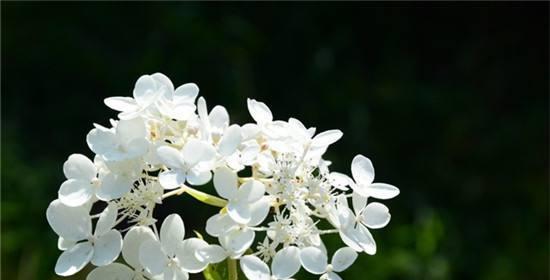 丁香花的花语与象征意义（探索丁香花的美丽与深意）