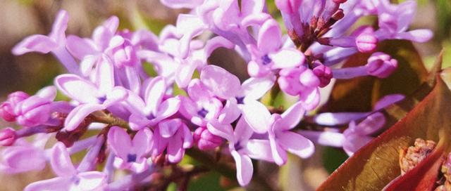 丁香花的花语与象征意义（探索丁香花的美丽与深意）