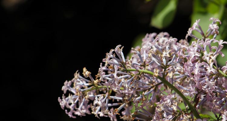 丁香花语（用丁香花语表达情感与意义）