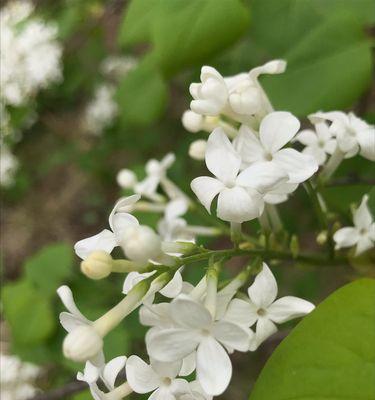 丁香花语（用丁香花语表达情感与意义）